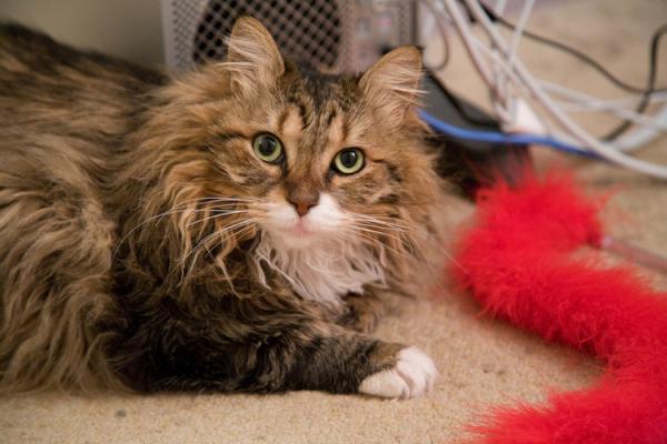 17 chú mèo dòng Maine Coon đẹp chẳng khác gì sinh vật trong truyện cổ tích 17 chú mèo dòng Maine Coon đẹp chẳng khác gì sinh vật trong truyện cổ tích
