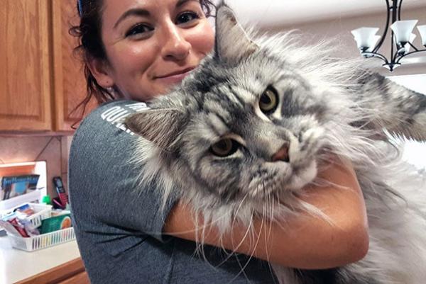 17 chú mèo dòng Maine Coon đẹp chẳng khác gì sinh vật trong truyện cổ tích 17 chú mèo dòng Maine Coon đẹp chẳng khác gì sinh vật trong truyện cổ tích