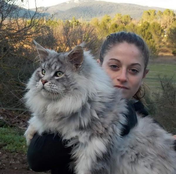 17 chú mèo dòng Maine Coon đẹp chẳng khác gì sinh vật trong truyện cổ tích 17 chú mèo dòng Maine Coon đẹp chẳng khác gì sinh vật trong truyện cổ tích