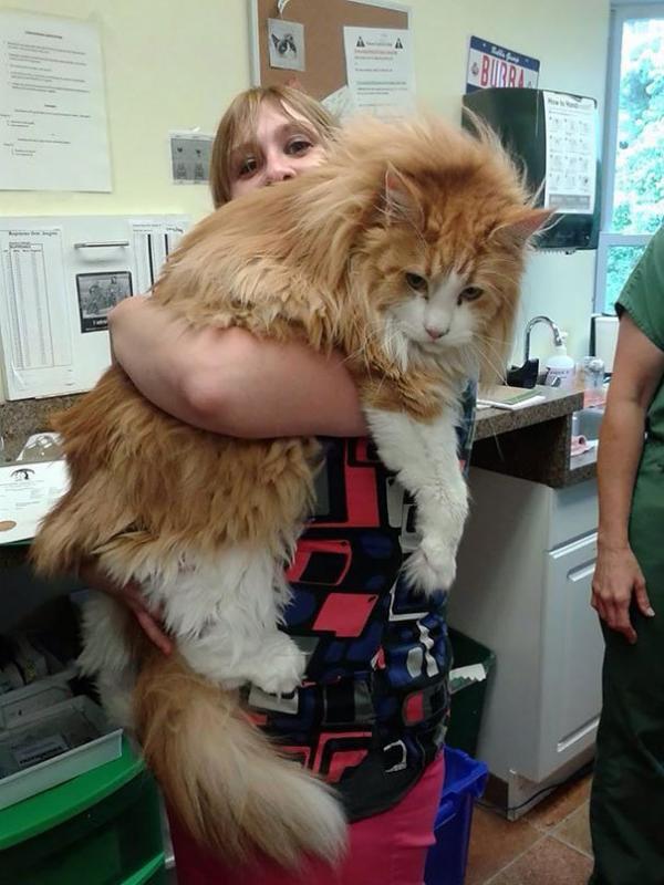 17 chú mèo dòng Maine Coon đẹp chẳng khác gì sinh vật trong truyện cổ tích 17 chú mèo dòng Maine Coon đẹp chẳng khác gì sinh vật trong truyện cổ tích