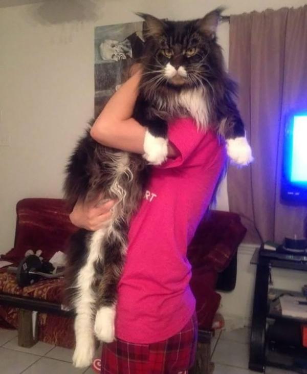 17 chú mèo dòng Maine Coon đẹp chẳng khác gì sinh vật trong truyện cổ tích 17 chú mèo dòng Maine Coon đẹp chẳng khác gì sinh vật trong truyện cổ tích