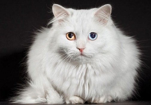 17 chú mèo dòng Maine Coon đẹp chẳng khác gì sinh vật trong truyện cổ tích 17 chú mèo dòng Maine Coon đẹp chẳng khác gì sinh vật trong truyện cổ tích
