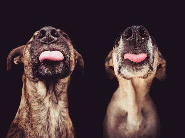 30 sự thật thú vị về động vật: Lợn chỉ giận dỗi trong 30 phút, chuột sẽ cười khi bị cù 30 sự thật thú vị về động vật: Lợn chỉ giận dỗi trong 30 phút, chuột sẽ cười khi bị cù