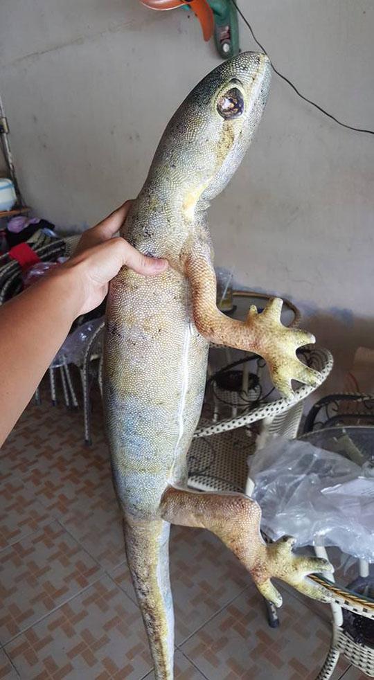 Ác mộng thành sự thật với gối ôm hình... gián Ác mộng thành sự thật với gối ôm hình... gián