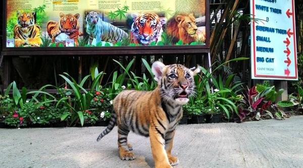 Tạo dáng cùng hổ - Khoảnh khắc du lịch đáng nhớ được tạo nên từ nỗi đau loài vật Tạo dáng cùng hổ - Khoảnh khắc du lịch đáng nhớ được tạo nên từ nỗi đau loài vật