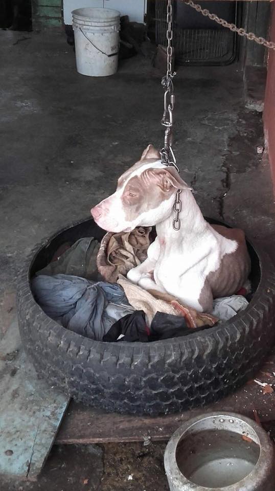 Được giải cứu sau nhiều năm bị chủ treo cổ, cô chó đáng thương hồi phục một cách diệu kì Được giải cứu sau nhiều năm bị chủ treo cổ, cô chó đáng thương hồi phục một cách diệu kì