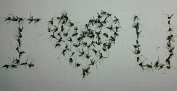 Hết hồn với bộ sưu tập xác muỗi ép khô được xếp hàng, đánh số thứ tự ngay ngắn cực công phu Hết hồn với bộ sưu tập xác muỗi ép khô được xếp hàng, đánh số thứ tự ngay ngắn cực công phu