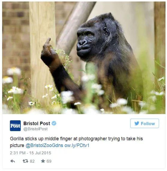 Chú khỉ gorilla 'hư đốn' giơ ngón tay thối vào giữa vào mặt khách thăm quan Chú khỉ gorilla 'hư đốn' giơ ngón tay thối vào giữa vào mặt khách thăm quan