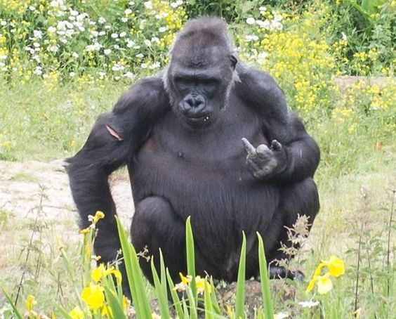 Chú khỉ gorilla 'hư đốn' giơ ngón tay thối vào giữa vào mặt khách thăm quan Chú khỉ gorilla 'hư đốn' giơ ngón tay thối vào giữa vào mặt khách thăm quan