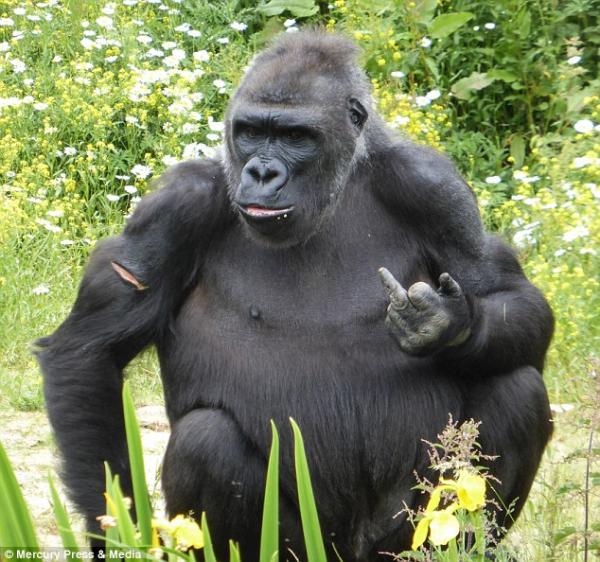 Chú khỉ gorilla 'hư đốn' giơ ngón tay thối vào giữa vào mặt khách thăm quan Chú khỉ gorilla 'hư đốn' giơ ngón tay thối vào giữa vào mặt khách thăm quan