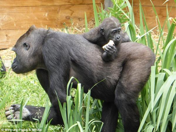 Chú khỉ gorilla 'hư đốn' giơ ngón tay thối vào giữa vào mặt khách thăm quan Chú khỉ gorilla 'hư đốn' giơ ngón tay thối vào giữa vào mặt khách thăm quan