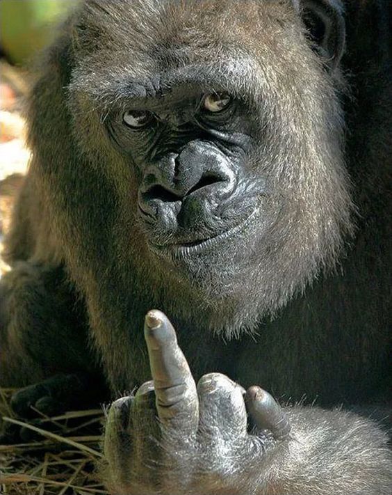 Chú khỉ gorilla 'hư đốn' giơ ngón tay thối vào giữa vào mặt khách thăm quan Chú khỉ gorilla 'hư đốn' giơ ngón tay thối vào giữa vào mặt khách thăm quan