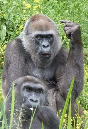Chú khỉ gorilla 'hư đốn' giơ ngón tay thối vào giữa vào mặt khách thăm quan Chú khỉ gorilla 'hư đốn' giơ ngón tay thối vào giữa vào mặt khách thăm quan
