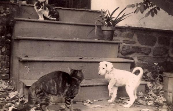 Động vật cũng có ảnh vintage và chúng dễ thương chẳng khác gì ngày nay Động vật cũng có ảnh vintage và chúng dễ thương chẳng khác gì ngày nay
