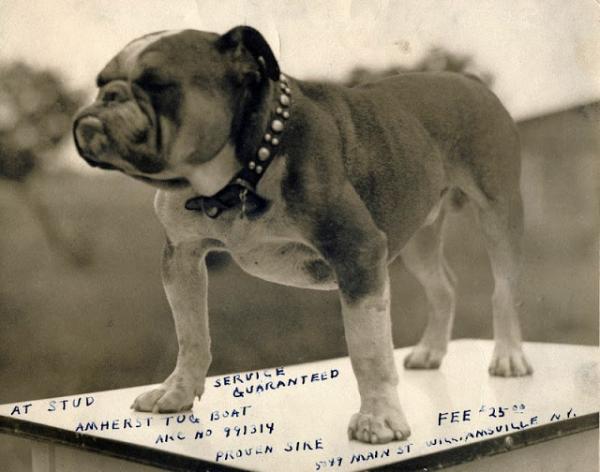 Động vật cũng có ảnh vintage và chúng dễ thương chẳng khác gì ngày nay Động vật cũng có ảnh vintage và chúng dễ thương chẳng khác gì ngày nay