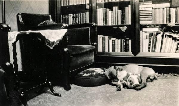 Động vật cũng có ảnh vintage và chúng dễ thương chẳng khác gì ngày nay Động vật cũng có ảnh vintage và chúng dễ thương chẳng khác gì ngày nay