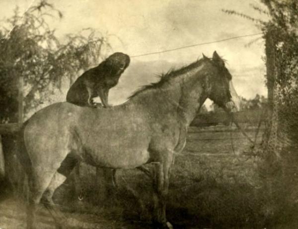 Động vật cũng có ảnh vintage và chúng dễ thương chẳng khác gì ngày nay Động vật cũng có ảnh vintage và chúng dễ thương chẳng khác gì ngày nay