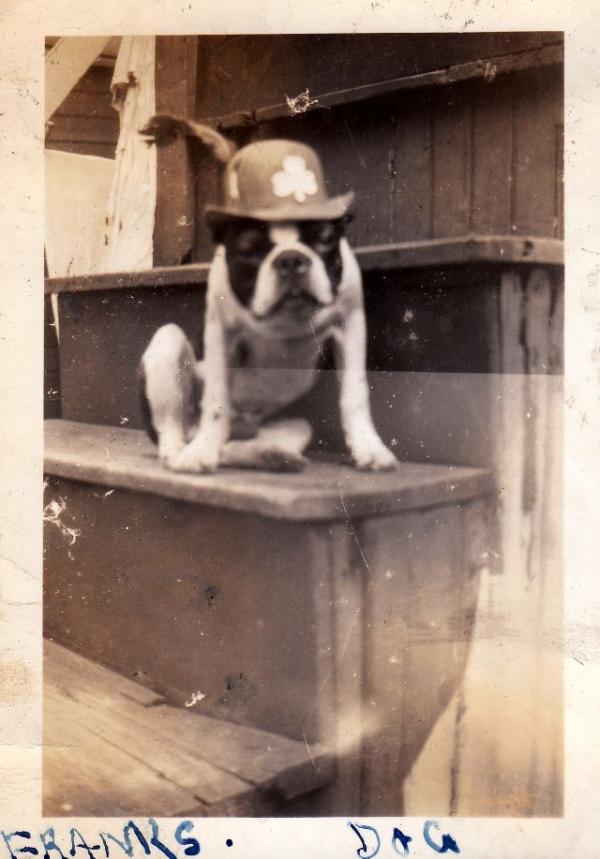 Động vật cũng có ảnh vintage và chúng dễ thương chẳng khác gì ngày nay Động vật cũng có ảnh vintage và chúng dễ thương chẳng khác gì ngày nay