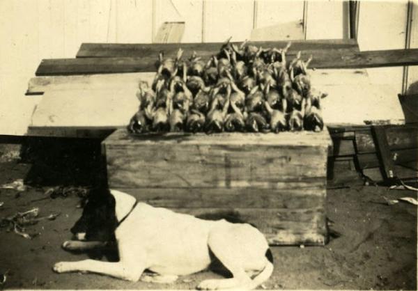 Động vật cũng có ảnh vintage và chúng dễ thương chẳng khác gì ngày nay Động vật cũng có ảnh vintage và chúng dễ thương chẳng khác gì ngày nay