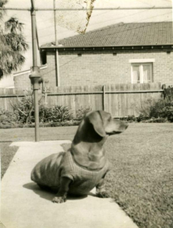 Động vật cũng có ảnh vintage và chúng dễ thương chẳng khác gì ngày nay Động vật cũng có ảnh vintage và chúng dễ thương chẳng khác gì ngày nay