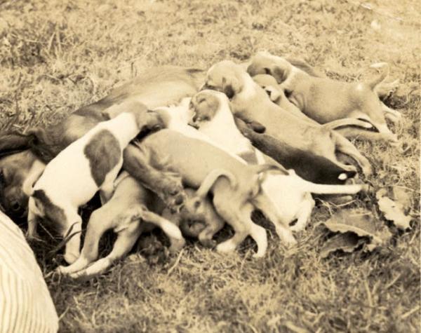 Động vật cũng có ảnh vintage và chúng dễ thương chẳng khác gì ngày nay Động vật cũng có ảnh vintage và chúng dễ thương chẳng khác gì ngày nay