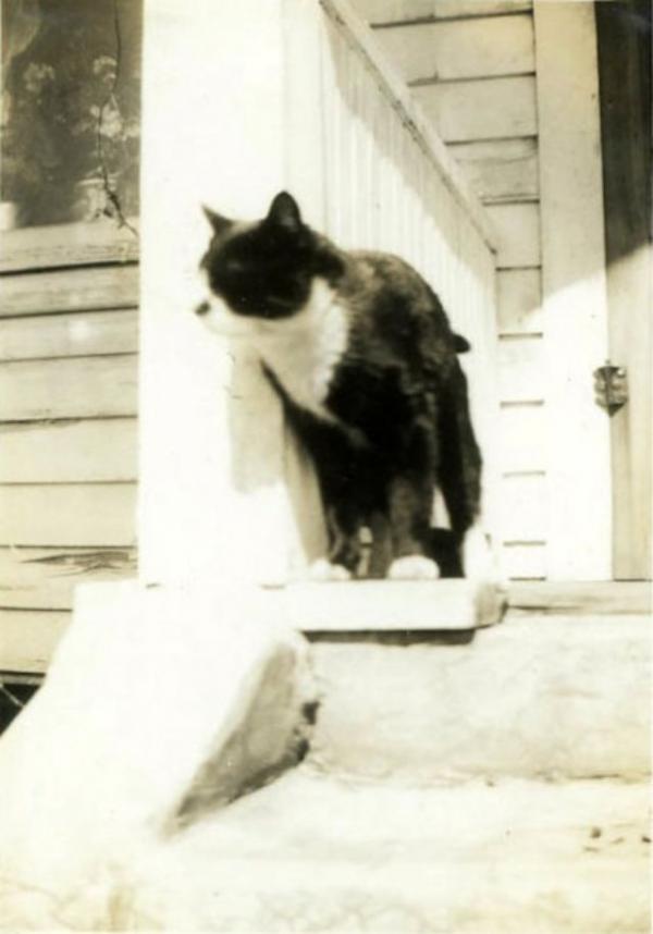 Động vật cũng có ảnh vintage và chúng dễ thương chẳng khác gì ngày nay Động vật cũng có ảnh vintage và chúng dễ thương chẳng khác gì ngày nay