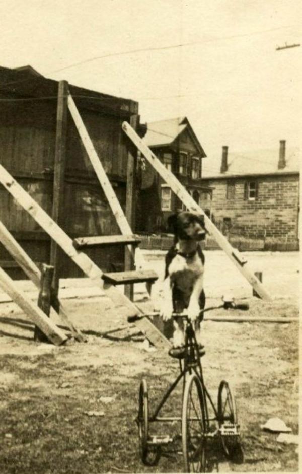 Động vật cũng có ảnh vintage và chúng dễ thương chẳng khác gì ngày nay Động vật cũng có ảnh vintage và chúng dễ thương chẳng khác gì ngày nay