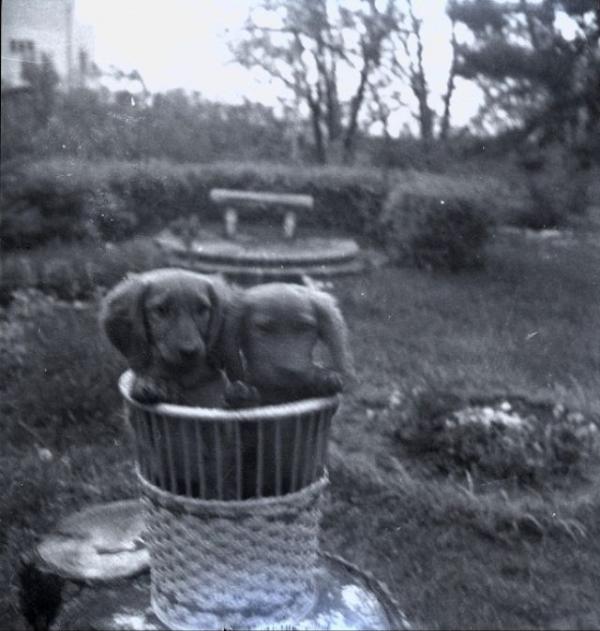 Động vật cũng có ảnh vintage và chúng dễ thương chẳng khác gì ngày nay Động vật cũng có ảnh vintage và chúng dễ thương chẳng khác gì ngày nay