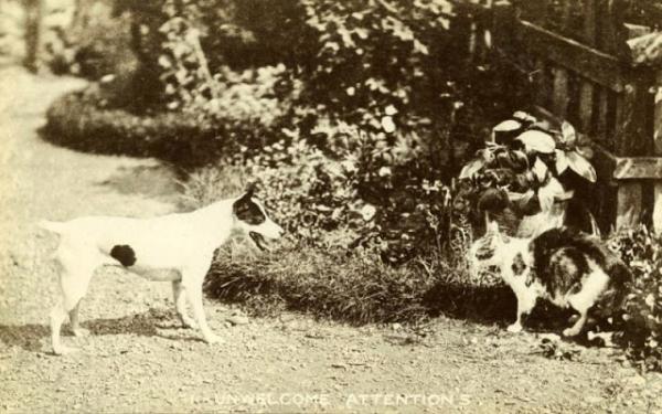 Động vật cũng có ảnh vintage và chúng dễ thương chẳng khác gì ngày nay Động vật cũng có ảnh vintage và chúng dễ thương chẳng khác gì ngày nay