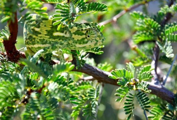 Khả năng ‘hóa trang’ của 10 loài sinh vật khiến bạn chỉ biết 'ngả mũ' thán phục Khả năng ‘hóa trang’ của 10 loài sinh vật khiến bạn chỉ biết 'ngả mũ' thán phục