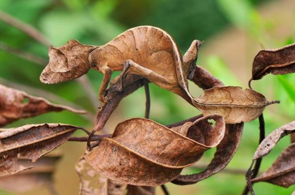 Khả năng ‘hóa trang’ của 10 loài sinh vật khiến bạn chỉ biết 'ngả mũ' thán phục Khả năng ‘hóa trang’ của 10 loài sinh vật khiến bạn chỉ biết 'ngả mũ' thán phục
