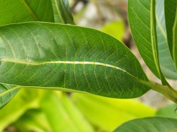 Khả năng ‘hóa trang’ của 10 loài sinh vật khiến bạn chỉ biết 'ngả mũ' thán phục Khả năng ‘hóa trang’ của 10 loài sinh vật khiến bạn chỉ biết 'ngả mũ' thán phục