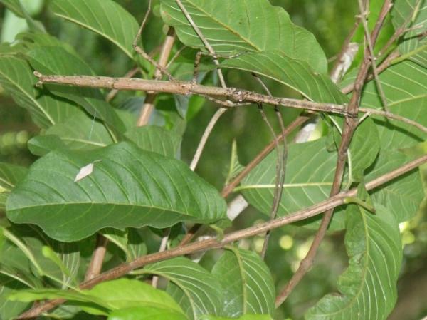 Khả năng ‘hóa trang’ của 10 loài sinh vật khiến bạn chỉ biết 'ngả mũ' thán phục Khả năng ‘hóa trang’ của 10 loài sinh vật khiến bạn chỉ biết 'ngả mũ' thán phục