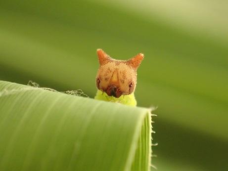 Những loài côn trùng có ngoại hình 'cute lạc lối' sẽ khiến bạn cảm thấy yêu hơn rất nhiều Những loài côn trùng có ngoại hình 'cute lạc lối' sẽ khiến bạn cảm thấy yêu hơn rất nhiều