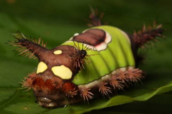 Những loài côn trùng có ngoại hình 'cute lạc lối' sẽ khiến bạn cảm thấy yêu hơn rất nhiều Những loài côn trùng có ngoại hình 'cute lạc lối' sẽ khiến bạn cảm thấy yêu hơn rất nhiều