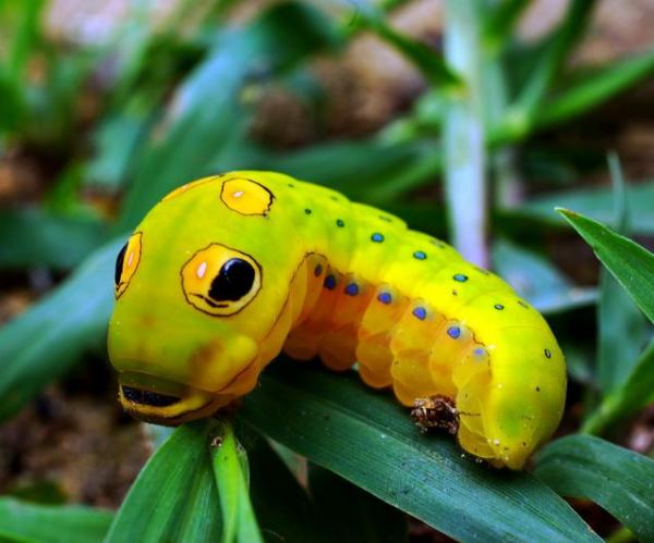 Những loài côn trùng có ngoại hình 'cute lạc lối' sẽ khiến bạn cảm thấy yêu hơn rất nhiều Những loài côn trùng có ngoại hình 'cute lạc lối' sẽ khiến bạn cảm thấy yêu hơn rất nhiều