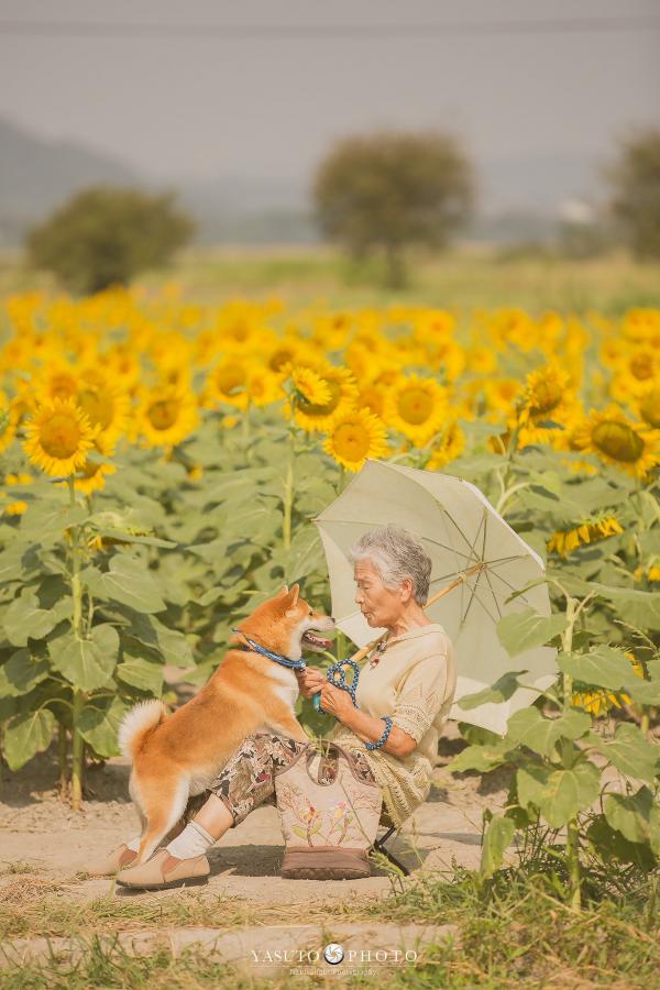 Bộ ảnh bà ngoại và Shiba Inu: Bốn mùa xuân, hạ, thu đông, lòng mãi nhẹ tênh như mây trời Bộ ảnh bà ngoại và Shiba Inu: Bốn mùa xuân, hạ, thu đông, lòng mãi nhẹ tênh như mây trời