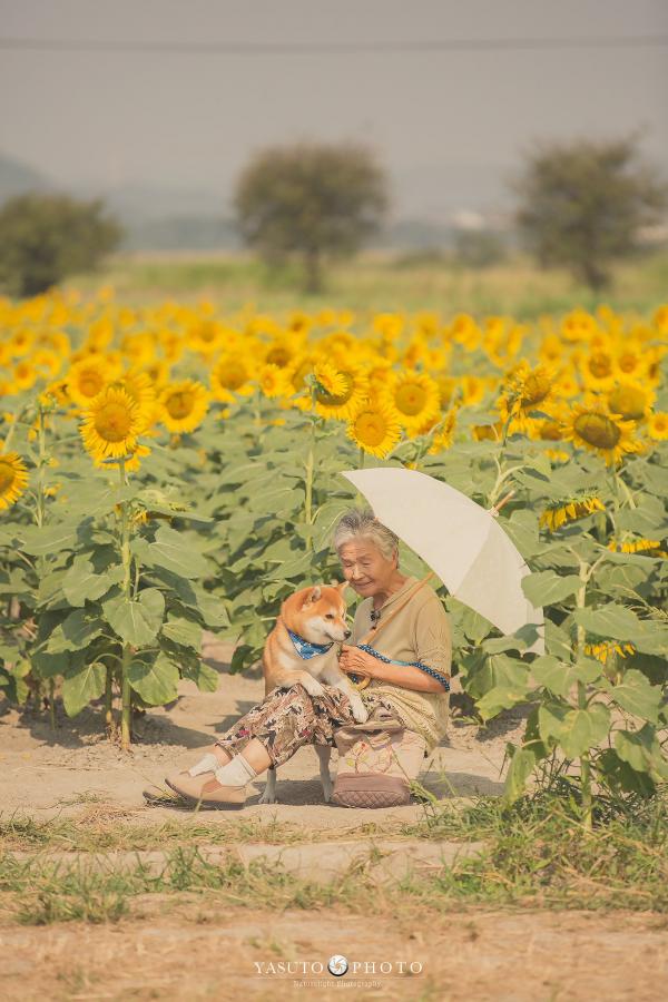 Bộ ảnh bà ngoại và Shiba Inu: Bốn mùa xuân, hạ, thu đông, lòng mãi nhẹ tênh như mây trời Bộ ảnh bà ngoại và Shiba Inu: Bốn mùa xuân, hạ, thu đông, lòng mãi nhẹ tênh như mây trời