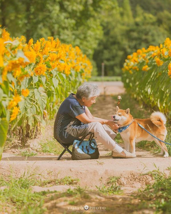 Bộ ảnh bà ngoại và Shiba Inu: Bốn mùa xuân, hạ, thu đông, lòng mãi nhẹ tênh như mây trời Bộ ảnh bà ngoại và Shiba Inu: Bốn mùa xuân, hạ, thu đông, lòng mãi nhẹ tênh như mây trời