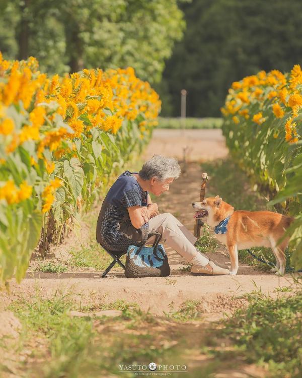 Bộ ảnh bà ngoại và Shiba Inu: Bốn mùa xuân, hạ, thu đông, lòng mãi nhẹ tênh như mây trời Bộ ảnh bà ngoại và Shiba Inu: Bốn mùa xuân, hạ, thu đông, lòng mãi nhẹ tênh như mây trời