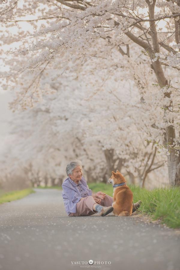 Bộ ảnh bà ngoại và Shiba Inu: Bốn mùa xuân, hạ, thu đông, lòng mãi nhẹ tênh như mây trời Bộ ảnh bà ngoại và Shiba Inu: Bốn mùa xuân, hạ, thu đông, lòng mãi nhẹ tênh như mây trời