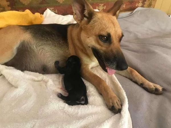 Cô chó 'bụng mang dạ chửa' bị bỏ rơi vẫn ngày đêm chờ chủ quay về Cô chó 'bụng mang dạ chửa' bị bỏ rơi vẫn ngày đêm chờ chủ quay về