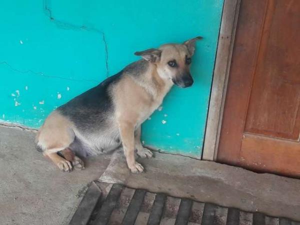 Cô chó 'bụng mang dạ chửa' bị bỏ rơi vẫn ngày đêm chờ chủ quay về Cô chó 'bụng mang dạ chửa' bị bỏ rơi vẫn ngày đêm chờ chủ quay về