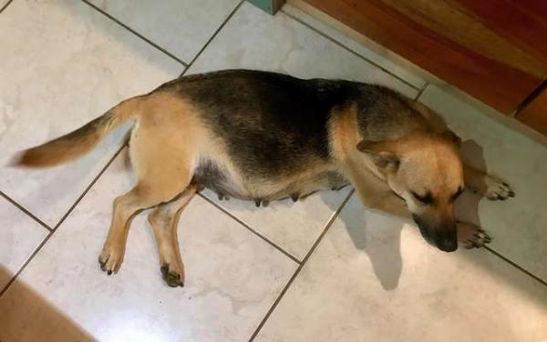 Cô chó 'bụng mang dạ chửa' bị bỏ rơi vẫn ngày đêm chờ chủ quay về Cô chó 'bụng mang dạ chửa' bị bỏ rơi vẫn ngày đêm chờ chủ quay về