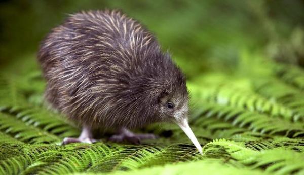 New Zealand đề xuất... cấm nuôi mèo để bảo vệ đa dạng sinh học địa phương New Zealand đề xuất... cấm nuôi mèo để bảo vệ đa dạng sinh học địa phương