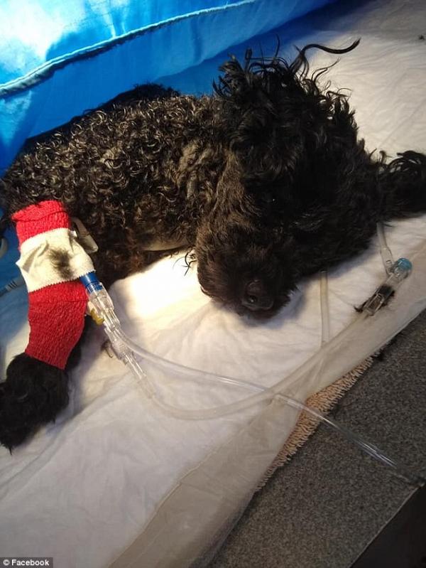 Xúc động chú chó Poodle qua đời vì xả thân bảo vệ cả gia đình chủ khỏi móng vuốt gấu dữ Xúc động chú chó Poodle qua đời vì xả thân bảo vệ cả gia đình chủ khỏi móng vuốt gấu dữ