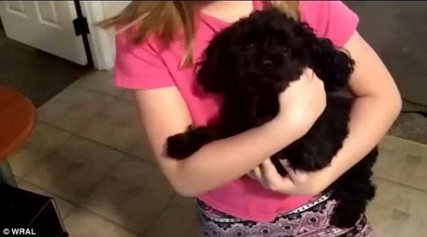 Xúc động chú chó Poodle qua đời vì xả thân bảo vệ cả gia đình chủ khỏi móng vuốt gấu dữ Xúc động chú chó Poodle qua đời vì xả thân bảo vệ cả gia đình chủ khỏi móng vuốt gấu dữ