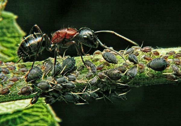 15 sự thật thú vị về động vật: Giun dẹp đực phải đánh nhau xem ai được 'nằm trên', ruồi bọ cạp 'yêu là đòi quà' 15 sự thật thú vị về động vật: Giun dẹp đực phải đánh nhau xem ai được 'nằm trên', ruồi bọ cạp 'yêu là đòi quà'