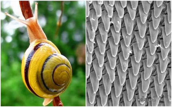 15 sự thật thú vị về động vật: Giun dẹp đực phải đánh nhau xem ai được 'nằm trên', ruồi bọ cạp 'yêu là đòi quà' 15 sự thật thú vị về động vật: Giun dẹp đực phải đánh nhau xem ai được 'nằm trên', ruồi bọ cạp 'yêu là đòi quà'