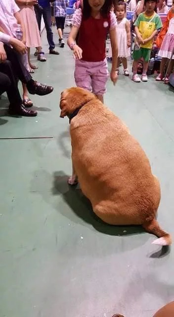 Chú chó bảo vệ béo ú vì được yêu thương quá nhiều, trường phải cấm học sinh thôi cho chú ăn quà vặt Chú chó bảo vệ béo ú vì được yêu thương quá nhiều, trường phải cấm học sinh thôi cho chú ăn quà vặt